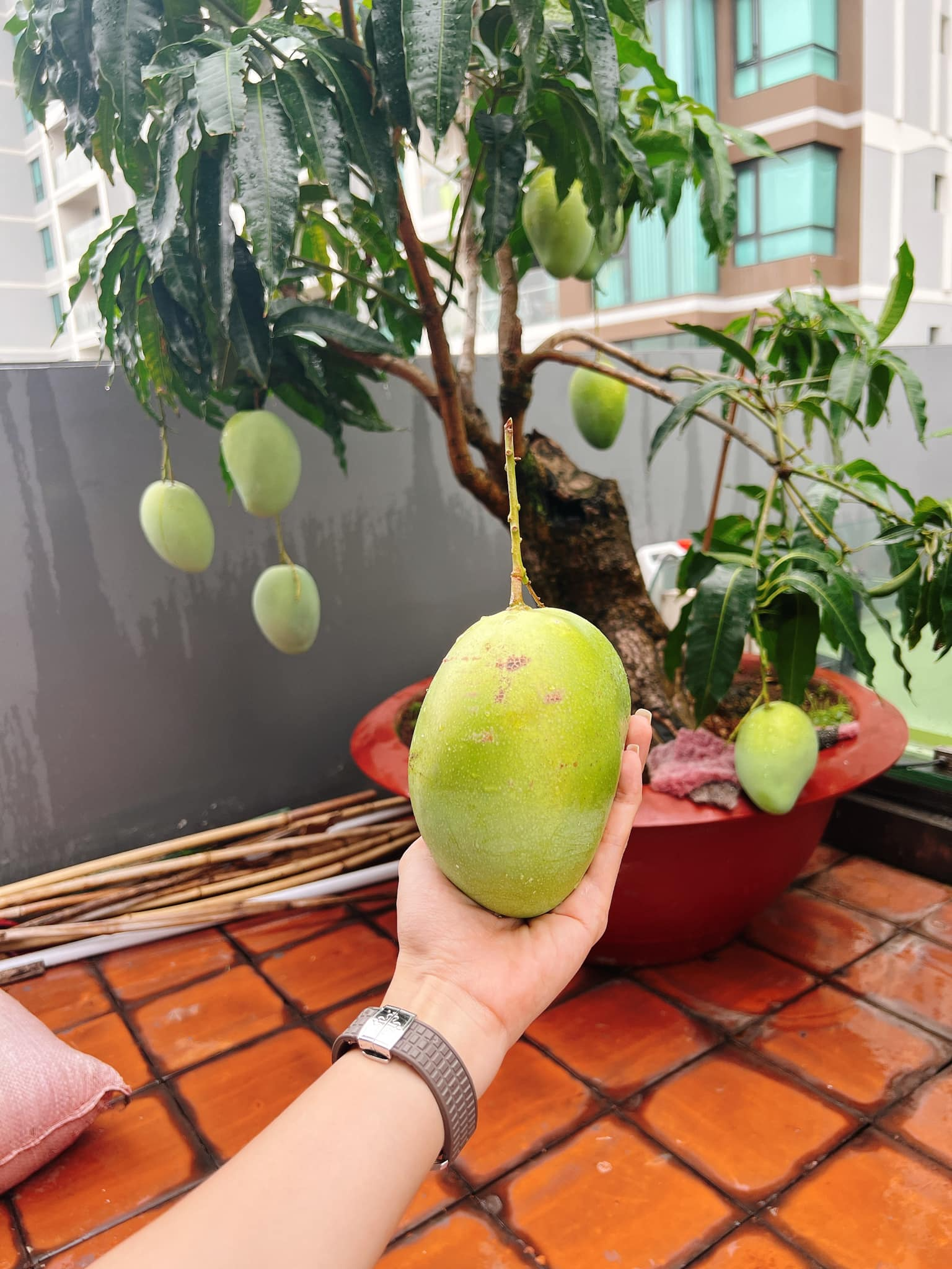 Mỹ phân Phí Phông - Diệp Bảo Ngọc: Làm chủ 3 công ty, sống trong nhà phố 100m2, sân thượng trồng gì mà lúc nào cũng trĩu quả? - Ảnh 11.