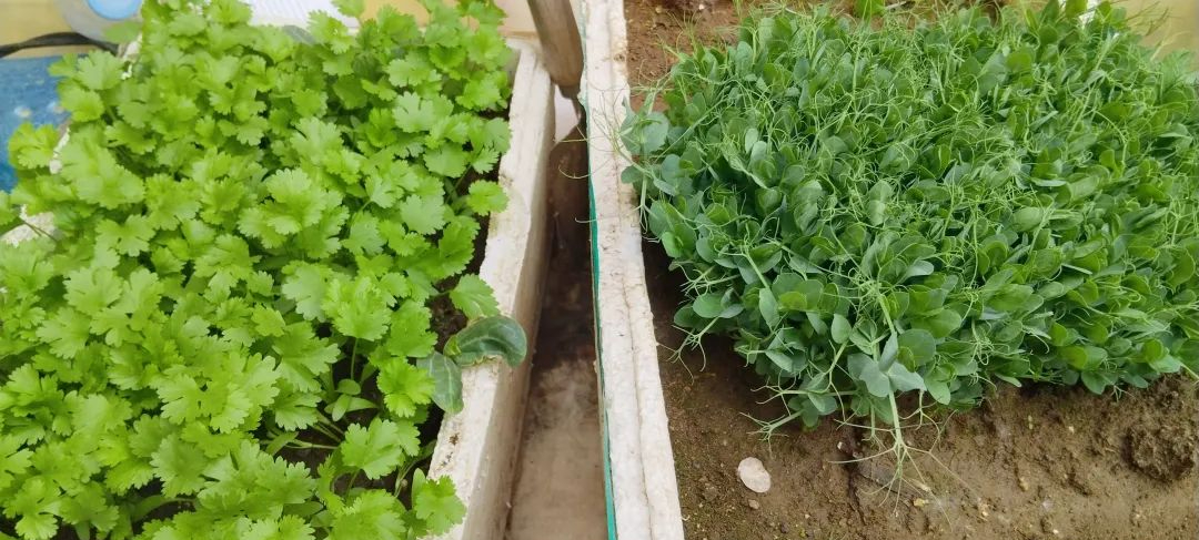 Một ngày trong cuộc sống của người đàn ông 36 tuổi có tỷ lệ tiết kiệm hơn 80%: Không mua sắm tùy hứng, tự mang cơm đi làm và trồng rau để ăn- Ảnh 3. Một ngày trong cuộc sống của người đàn ông 36 tuổi có tỷ lệ tiết kiệm hơn 80%: Không mua sắm tùy hứng, tự mang cơm đi làm và trồng rau để ăn- Ảnh 3.