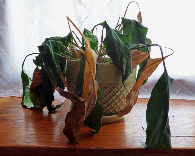 6 loại cây "hút cạn" may mắn, chớ nên đặt trong nhà- Ảnh 4.