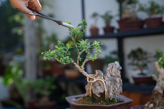 6 loại cây "hút cạn" may mắn, chớ nên đặt trong nhà- Ảnh 1.