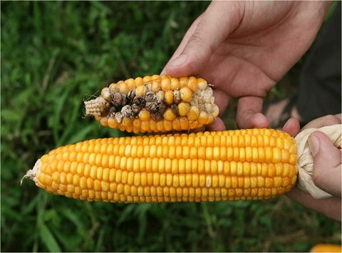 Thực phẩm biến đổi gen đã vào bếp nhà bạn: Thực tế ai cũng nên biết - Ảnh 3. Thực phẩm biến đổi gen đã vào bếp nhà bạn: Thực tế ai cũng nên biết - Ảnh 3.