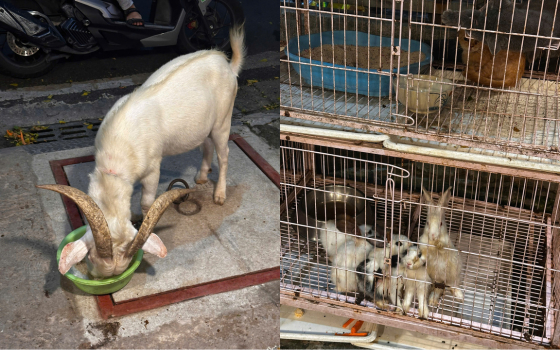 Từng được ví như ‘thảo cầm viên thu nhỏ’, quán cà phê nay hứng bão 1 sao, khu nuôi nhốt ám ảnh người nhìn - Ảnh 1. Từng được ví như ‘thảo cầm viên thu nhỏ’, quán cà phê nay hứng bão 1 sao, khu nuôi nhốt ám ảnh người nhìn - Ảnh 1.