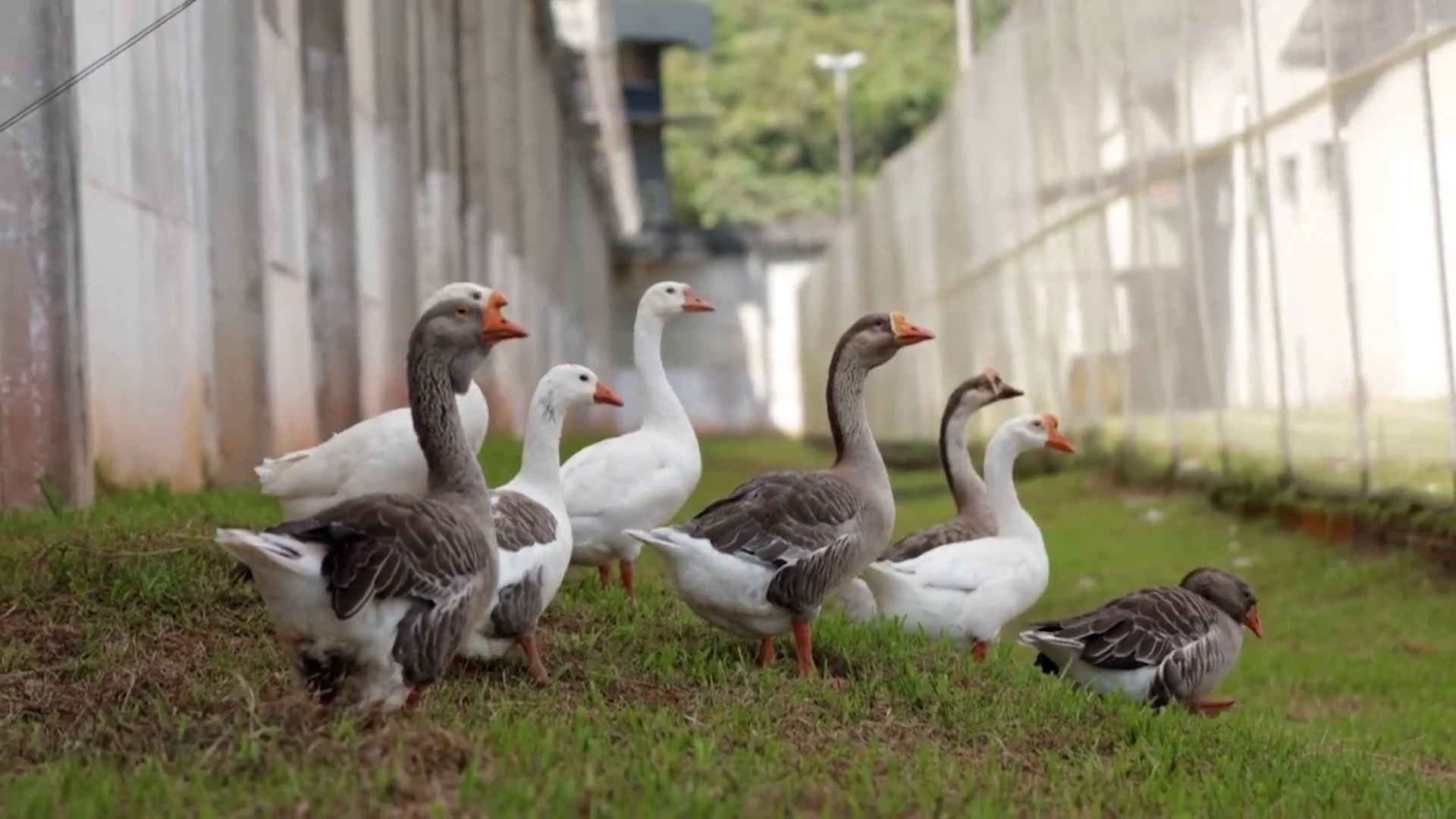Không phải chó nghiệp vụ, đàn ngỗng mới là "lính gác" đáng gờm của nhà tù Brazil - Ảnh 1.