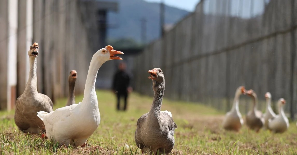 Không phải chó nghiệp vụ, đàn ngỗng mới là "lính gác" đáng gờm của nhà tù Brazil - Ảnh 5.
