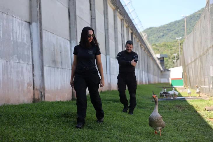 Không phải chó nghiệp vụ, đàn ngỗng mới là "lính gác" đáng gờm của nhà tù Brazil - Ảnh 2.