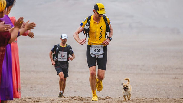 Chú chó hoang chạy 125 km xuyên sa mạc theo chân VĐV siêu marathon rồi đột ngột mất tích: Cái kết sau 9 năm gây bất ngờ - Ảnh 2. Chú chó hoang chạy 125 km xuyên sa mạc theo chân VĐV siêu marathon rồi đột ngột mất tích: Cái kết sau 9 năm gây bất ngờ - Ảnh 2.