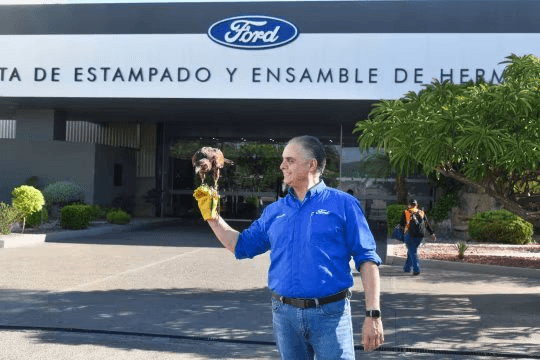 Ford sử dụng chim ưng El Charro để kiểm soát chim bồ câu hiệu quả 80 % - Ảnh 1. Ford sử dụng chim ưng El Charro để kiểm soát chim bồ câu hiệu quả 80 % - Ảnh 1.