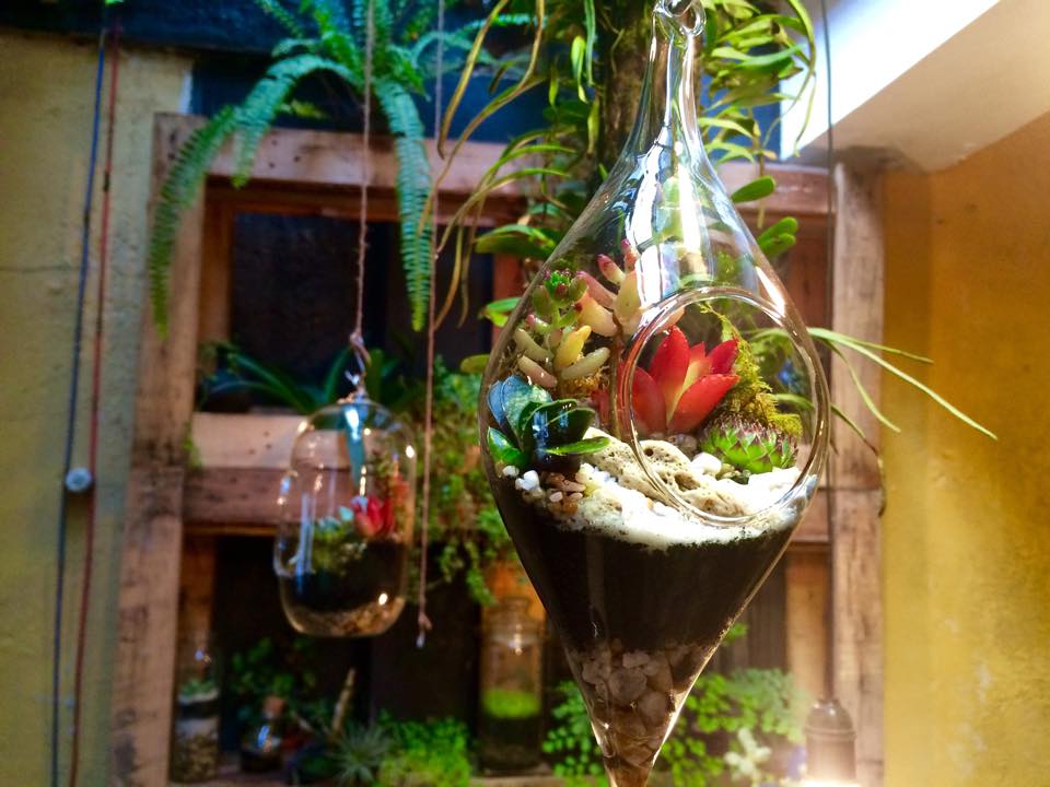 Nghệ thuật Terrarium và những kiến trúc sư trẻ Hà Nội