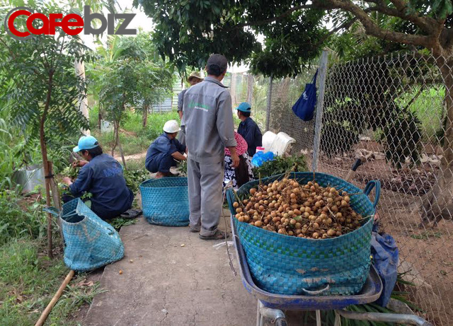 
Nhân viên thu hoạch nhãn.
