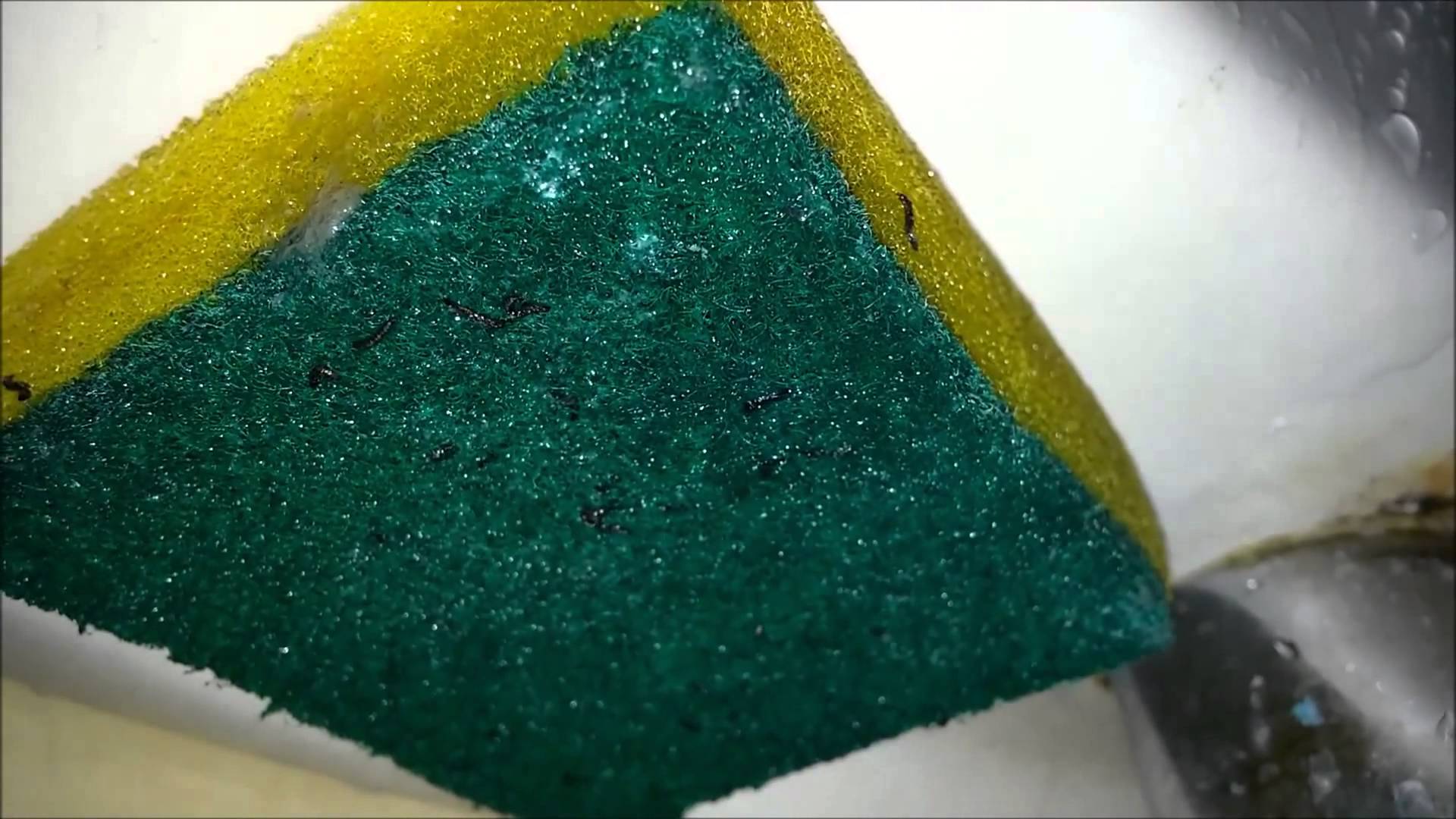  Một mầm bệnh lớn 