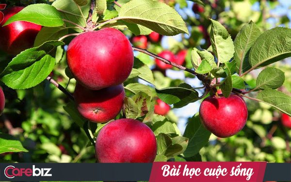 Câu chuyện kinh doanh trái táo và bài học dành cho bất cứ ai đang có ý định khởi nghiệp