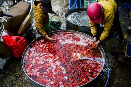 
Đây là chợ cá đầu mối lớn nhất của Hà Nội, buôn bán các loại cá vàng trong dịp cúng ông Công, ông Táo.
