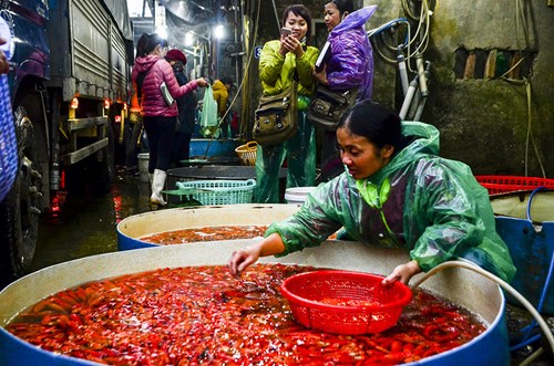 
Để phục vụ ngày tiễn Táo quân về trời, mỗi ngày chợ cá Yên Sở buôn bán lên tới hàng tấn cá vàng.
