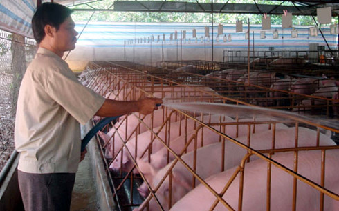 Hiện tỉnh Đồng Nai còn tồn gần 400.000 con heo có trọng lượng từ 70 kg trở lên. (Ảnh minh họa: KT)