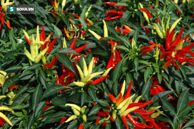 Đối thoại an toàn thực phẩm: Ăn nhiều ớt gây ung thư hay phòng chống ...