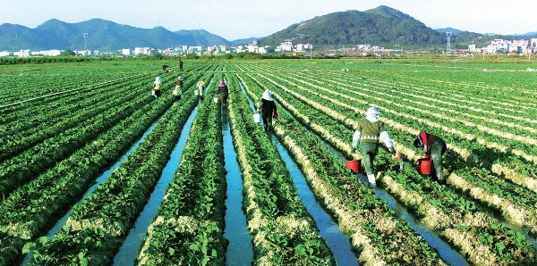 [A Tùng] Việt Nam học được gì từ thành công mở rộng hạn điền Nhật Bản đã đạt được? - Ảnh 3.