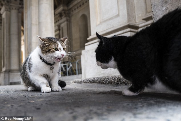 Trong khi chính trường Anh chao đảo, giới truyền thông lại bị thu hút bởi chú mèo nhà Thủ tướng - Ảnh 6.