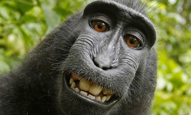 Chú khỉ selfie - Hình ảnh vô cùng đáng yêu và hài hước của chú khỉ đang chụp ảnh selfie. Đây sẽ là một bức ảnh tuyệt vời để thêm niềm vui cho ngày của bạn. Hãy xem hình ảnh và cười sảng khoái cùng chú khỉ này!