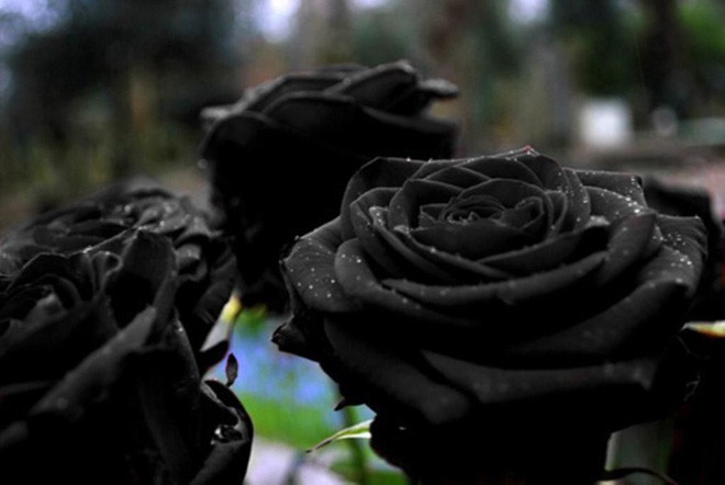Hoa hồng đen: Những bông hoa hồng đen thường được coi là biểu tượng của sự bí ẩn và tàn ác. Nhưng khi chúng được tạo thành từ những đường nét và họa tiết tỉ mỉ, chúng trở thành một tác phẩm nghệ thuật đẹp mắt, đầy sức hút.
