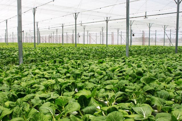 Đầu tư vào nông nghiệp công nghệ cao đang trở thành lĩnh vực “hot” trong năm 2017.