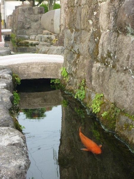 Không thể tin được, đàn cá chép lại có thể sinh sống trong một rãnh nước thải tại Nhật Bản! - Ảnh 2.