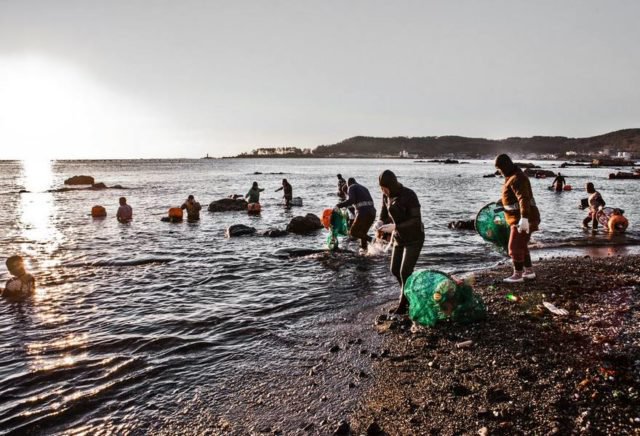 
Một nhóm haenyo đang làm việc cùng nhau tại bờ biển Jeju.
