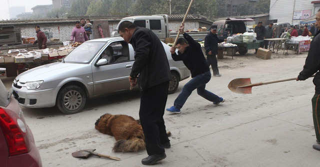  Hàng ngàn con chó ngao Tây Tạng thả rông và sự suy thoái của một thú vui vương quyền ở Trung Quốc  - Ảnh 1.
