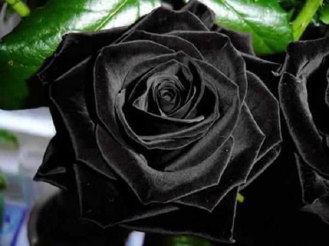 Hoa hồng đen quý hiếm mang trong mình vẻ đẹp khác lạ và sang trọng. Xem bức ảnh để hòa mình vào thế giới của hoa hồng đen độc đáo và thích thú.