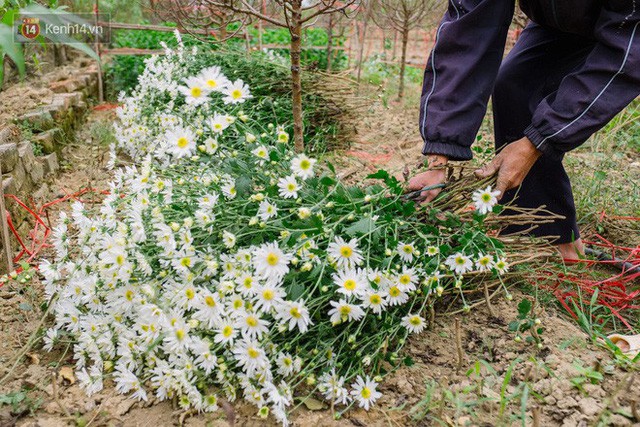  Đằng sau những gánh cúc họa mi trên phố Hà Nội là nỗi niềm của người nông dân Nhật Tân: Không còn sức nữa, phải bỏ hoa về nhà!  - Ảnh 2.