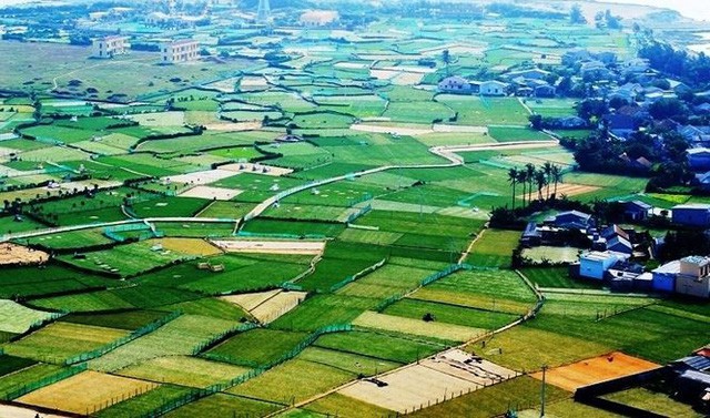 Tin mừng cho tỏi Lý Sơn: Tỏi voi Nhật Bản chỉ được trồng ở đất liền - Ảnh 2. Tin mừng cho tỏi Lý Sơn: Tỏi voi Nhật Bản chỉ được trồng ở đất liền - Ảnh 2.