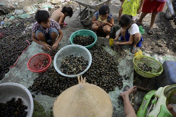 Lương Vũ Linh (áo kẻ) năm nay 12 tuổi nhưng mới học lớp 1. Ở độ tuổi lẽ ra tới trường học thì Linh ở nhà luộc và khều ốc giúp bố mẹ. Khều mỗi kg thịt ốc, em được trả công 3.000 đồng. Bây giờ về nhà, rới cặp sách là Linh vẫn nhể ốc, xếp rau cho mẹ đi bán.