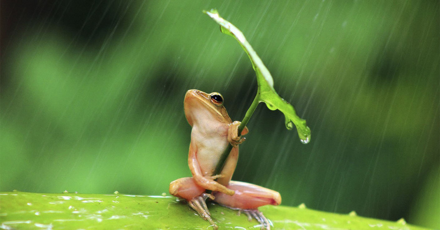 Câu chuyện con ếch và nồi nước sôi: Nếu cứ đứng yên một chỗ, không sớm thì muộn bạn sẽ bị đào thải