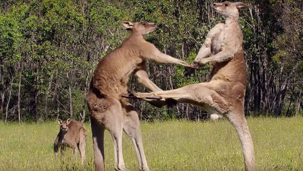 Úc: Chuột túi nhiều gấp đôi người, chính quyền huy động người dân ăn thịt Kangaroo - Ảnh 3.