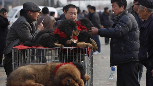  Hàng ngàn con chó ngao Tây Tạng thả rông và sự suy thoái của một thú vui vương quyền ở Trung Quốc  - Ảnh 3.
