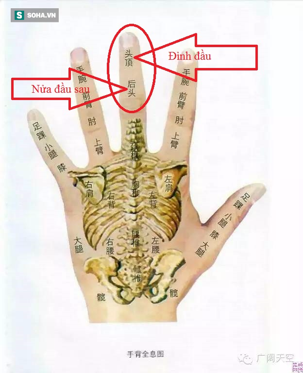 Mô hình thu nhỏ cơ thể trên bàn tay giúp Đông y phòng và chữa bệnh hiệu quả (Ảnh minh họa)