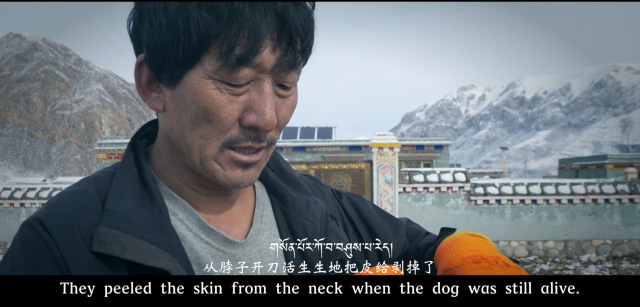  Hàng ngàn con chó ngao Tây Tạng thả rông và sự suy thoái của một thú vui vương quyền ở Trung Quốc  - Ảnh 4.