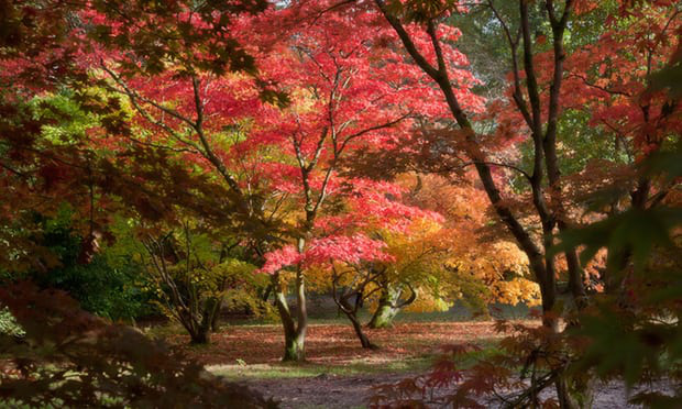4. Westonbirt Arboretum, Gloucestershire: Thiên đường mùa thu ở nước Anh này mùa nào cũng hấp dẫn, nhưng vào cuối tháng 10, khi toàn bộ cây rừng chuyển dần sang màu vàng, đỏ, nơi đây càng trở nên tuyệt diệu. Dịp này, các khách sạn ở đây tăng giá gần gấp đôi.