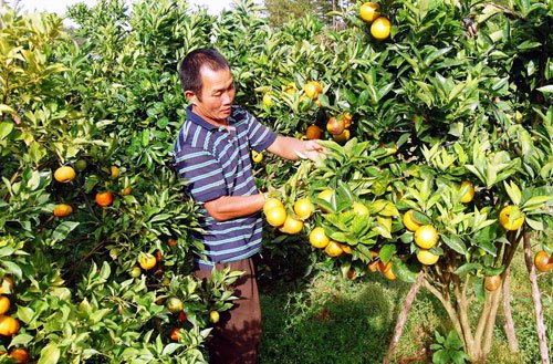 Cách bón phân mới này được các chủ vườn cam ở Hải Dương ưa chuộng vì cho cam thơm ngon, ngọt, bán được giá.