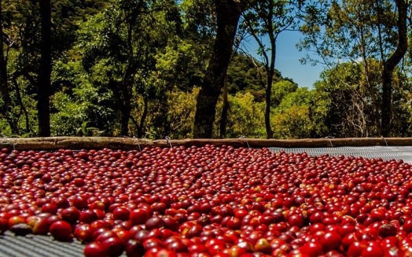 Những quả cà phê chín đỏ có kích cỡ như trái cherry được phơi dưới ánh nắng mặt trời trong 8 ngày, sau đó mới tách lấy hạt.