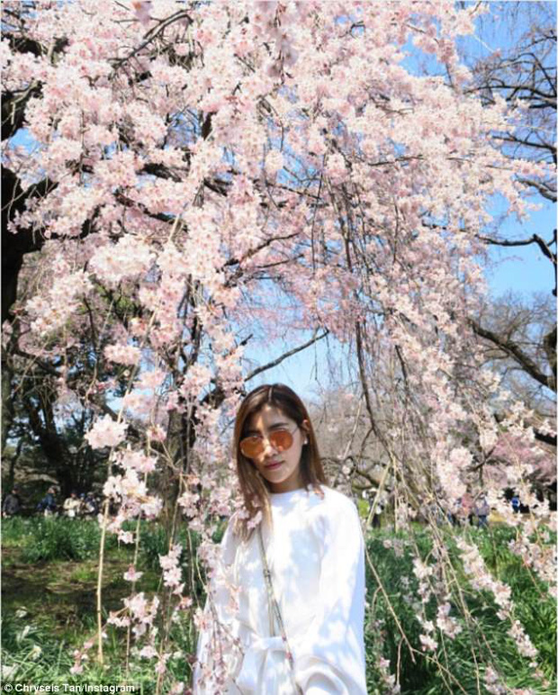 Đang ngao du trời Tây nhưng cô không quên bay về để kịp chiêm ngưỡng mùa hoa anh đào Nhật Bản.