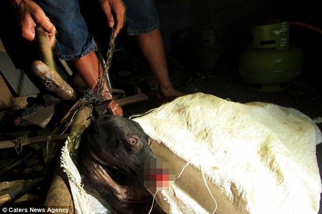 Hình ảnh rùng rợn trong những trang trại thịt chó: Nỗi đau của những chú chó phải chứng kiến cái chết của đồng loại - Ảnh 10.