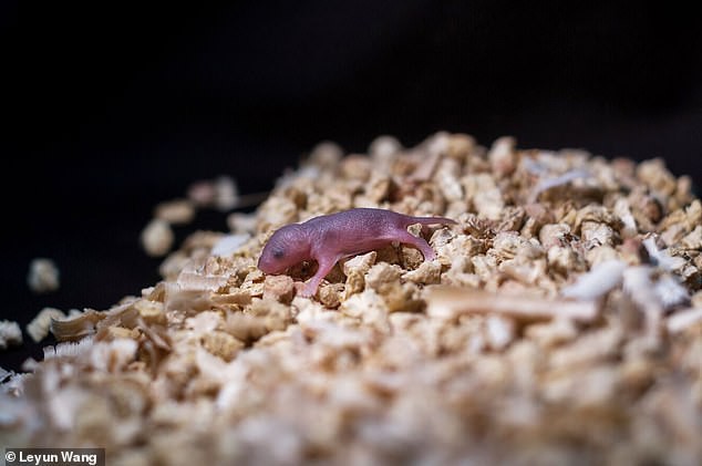 Các nhà khoa học Trung Quốc tạo ra được chuột con từ 2 con chuột cái, không cần đến con đực - Ảnh 2.