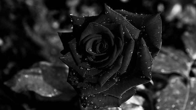 Hoa hồng đen chính là biểu tượng của sự độc đáo và quyến rũ. Với hình ảnh đầy sức mê hoặc này, bạn sẽ khó lòng không bị cuốn vào vẻ đẹp kỳ lạ của nó. Xem ngay thôi nào!