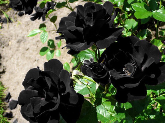  Hoa hồng đen nửa triệu đồng/bông vẫn hút khách dịp 20/10  - Ảnh 2.