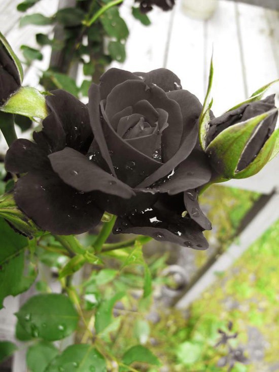  Hoa hồng đen nửa triệu đồng/bông vẫn hút khách dịp 20/10  - Ảnh 3.