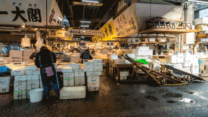 Kỷ nguyên mới cho chợ cá lâu đời nhất Nhật Bản, nơi xử lý 1.600 tấn hải sản mỗi ngày  - Ảnh 1.