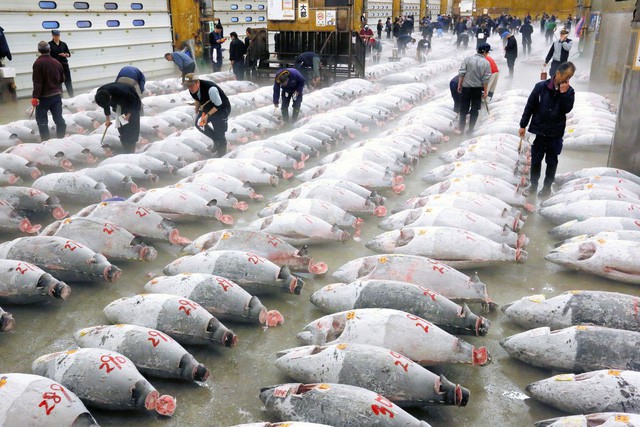 Kỷ nguyên mới cho chợ cá lâu đời nhất Nhật Bản, nơi xử lý 1.600 tấn hải sản mỗi ngày  - Ảnh 3.