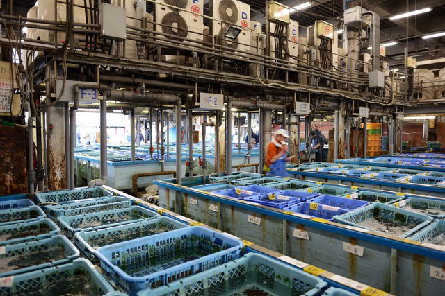 Kỷ nguyên mới cho chợ cá lâu đời nhất Nhật Bản, nơi xử lý 1.600 tấn hải sản mỗi ngày  - Ảnh 8.