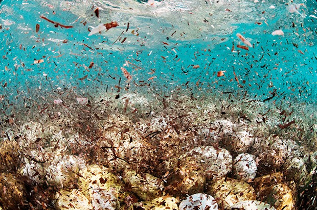 Những dòng sông nhựa từ châu Á đang phá hủy đại dương như thế nào? - Ảnh 3.