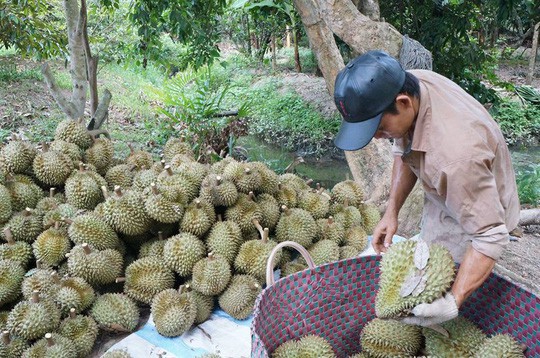  Vắng bóng thương lái mua sầu riêng, nông dân miền Tây lo lắng  - Ảnh 1.